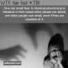 the smell of fear wtf fun facts