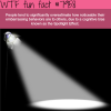 the spotlight effect wtf fun fact