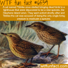 the stephens island wren wtf fun facts