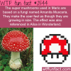 the super mario mushrooms amanita muscaria