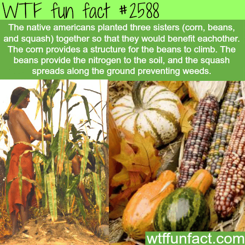 The three sisters plants - WTF fun facts