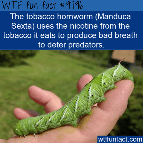 The tobacco hornworm (Manduca Sexta) uses the nicotine from the tobacco it eats to produce bad breath to deter predators.
