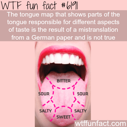 The tongue map - WTF fun facts