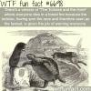 the tortoise and the hare wtf fun fact