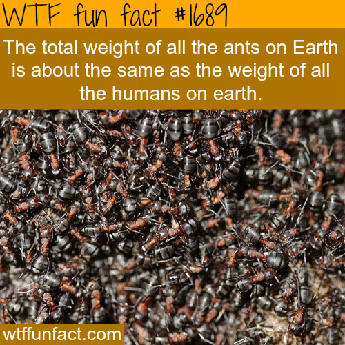 The total weight of all ants on earth - WTF fun facts