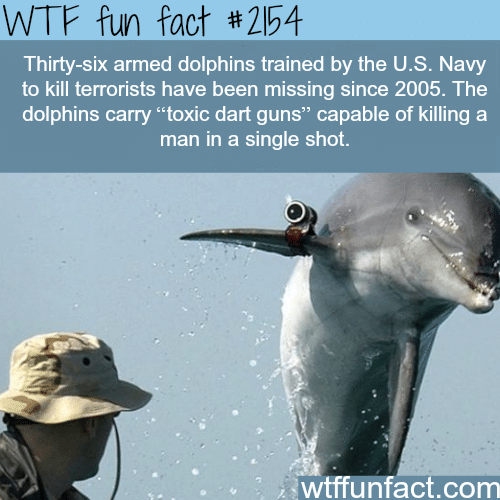 The U.S. Navy dolphins - WTF fun facts