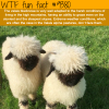 the valais blacknose sheep wtf fun facts