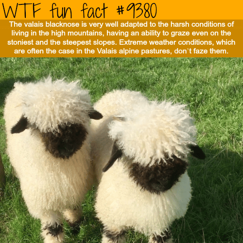 The Valais Blacknose Sheep - WTF fun facts