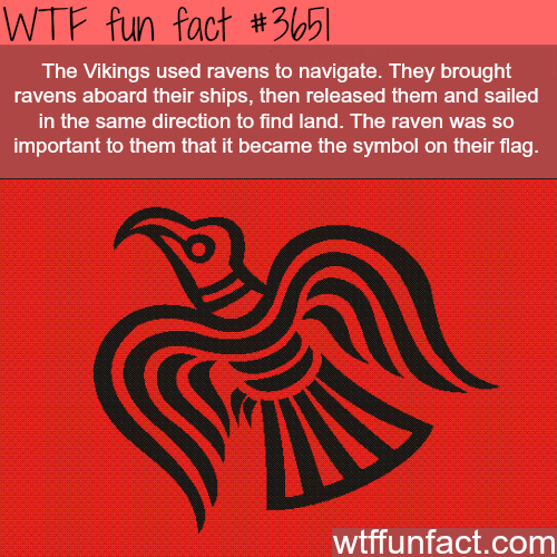 The Vikings ancient flag -  WTF fun facts