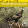 the wedge tailed eagle wtf fun facts