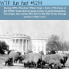 the white house used sheep to save money on