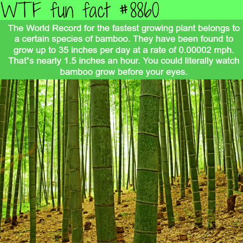 The World’s Fastest Growing Plants - WTF fun facts 