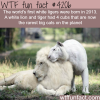 the worlds first white ligers
