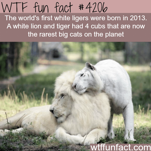 The world’s first white ligers -  WTF fun facts