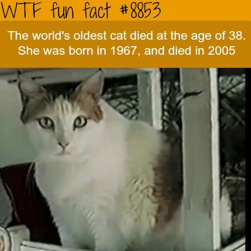 The world’s oldest cat - WTF fun facts 