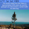 the worlds tree in the world wtf fun facts