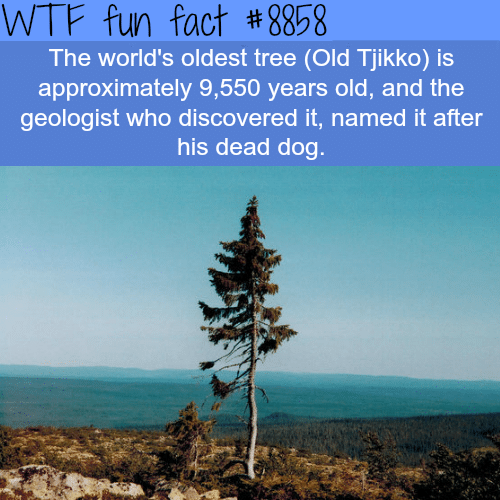 The World’s Tree in the World - WTF fun facts 