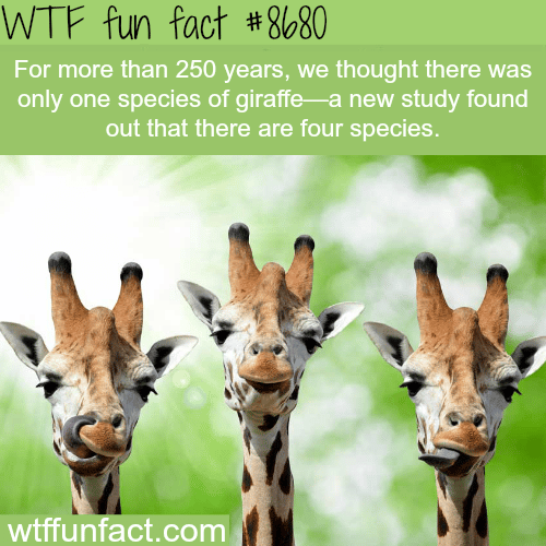 There are 4 species of giraffes - WTF fun facts