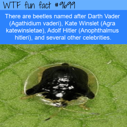 There are beetles named after Darth Vader (Agathidium vaderi)