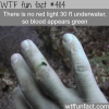 there is no red color underwater wtf fun facts