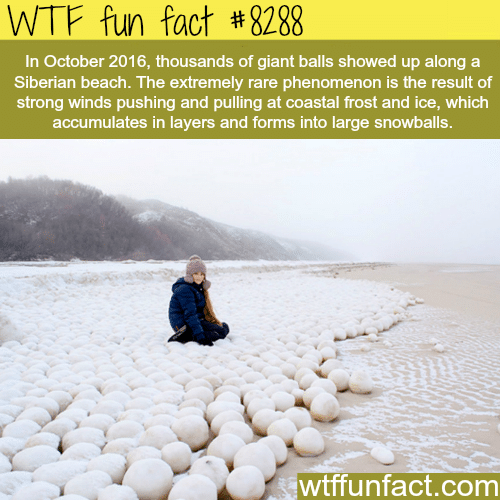 These giant balls showed up at a Siberian beach - WTF fun facts