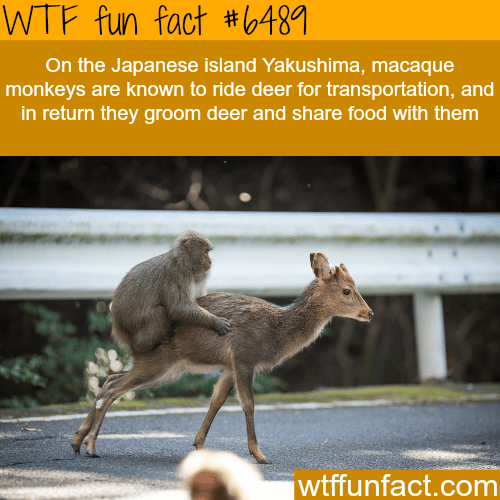 These monkeys in Japan ride deer for transportation - WTF fun facts