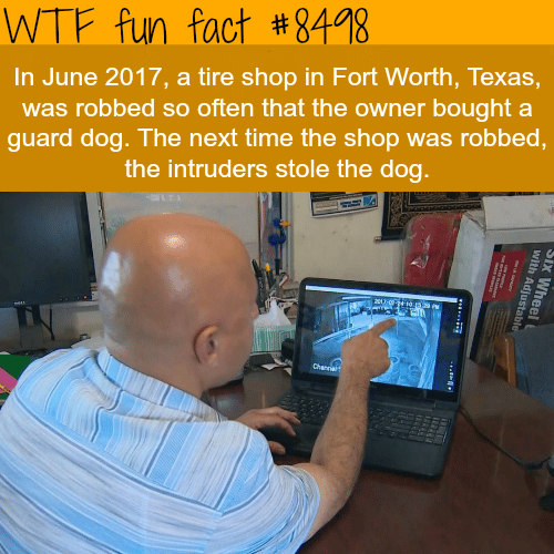 thieves stole a guard dog - WTF fun facts