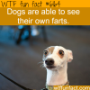things dogs can do that humans cant wtf fun