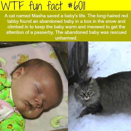 This cat saved an abandon baby in the snow - WTF fun facts 