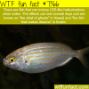 this fish induces hallucinations wtf fun facts