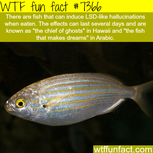 This fish induces hallucinations - WTF fun facts
