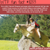 this girl trained her cow to jump like a horse