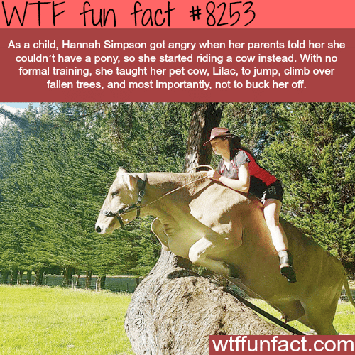 This girl trained her cow to jump like a horse - WTF fun facts