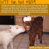 this miniature cow is best friends with rescue