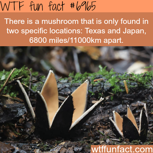 This mushroom is only found in Japan and Texas - WTF fun fact