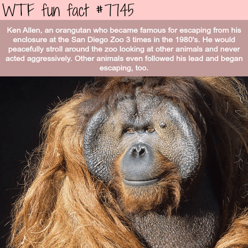 This orangutan escaped his enclosure three times - WTF fun facts