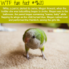 this parrot saved a babys life wtf fun fact