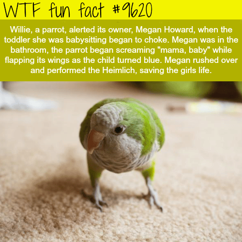 This parrot saved a baby’s life - WTF fun fact