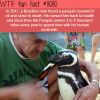 this penguin visit his human friend every year