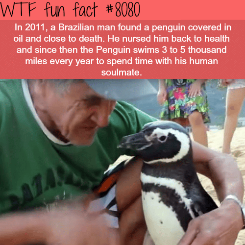 This penguin visit his human friend every year - WTF fun facts