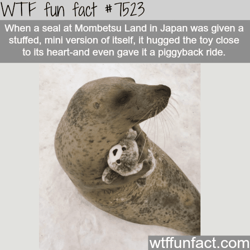 This seal in Japan is in love with a stuffed toy - WTF fun fact 