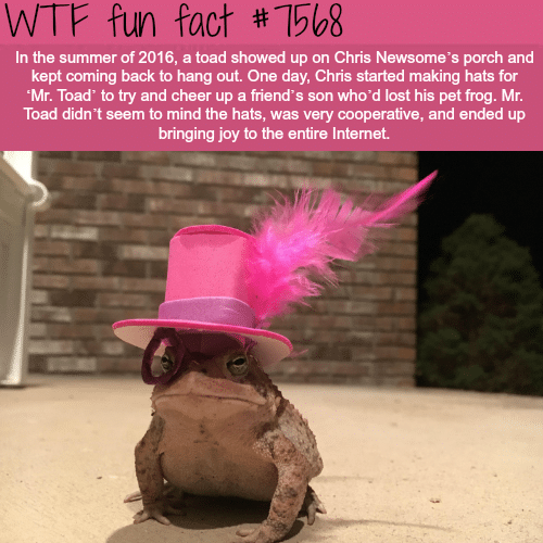 This toad visits a man every night and he wears new hat every time - WTF fun facts