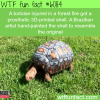 this tortoise was injured in a fire wtf fun