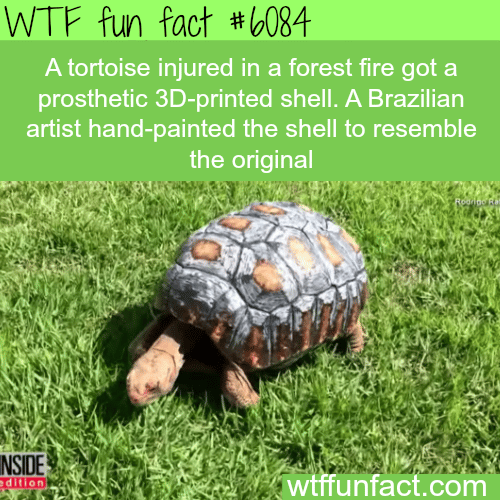 This tortoise was injured in a fire - WTF fun facts