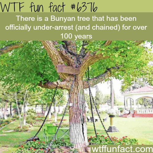 This tree is under-arrest - WTF fun facts