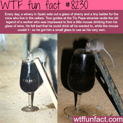 fun-facts-this-winery-in-spain-leaves-a-glass-of-sherry-for.png