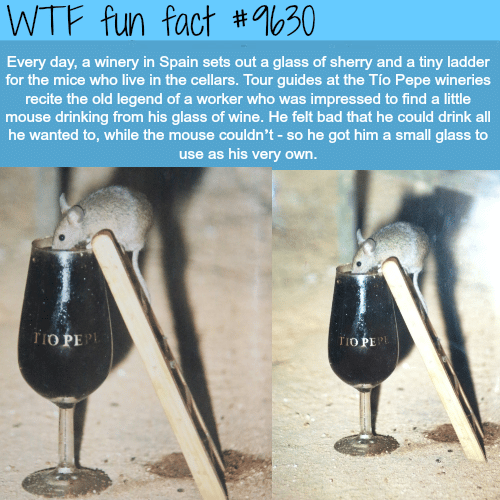 This winery in Spain leaves a glass of wine for the mice - WTF fun fact