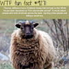 thomas jeffersons shetland sheep wtf fun fact