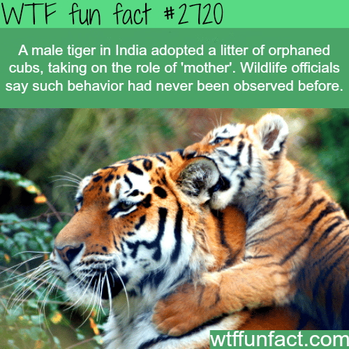 Tiger adopted orphaned cubs - WTF fun facts 
