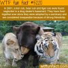 tiger bear and lion are inseparable best friends